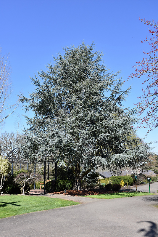 Blue Atlas Cedar (Cedrus atlantica 'Glauca') at Roger's Gardens