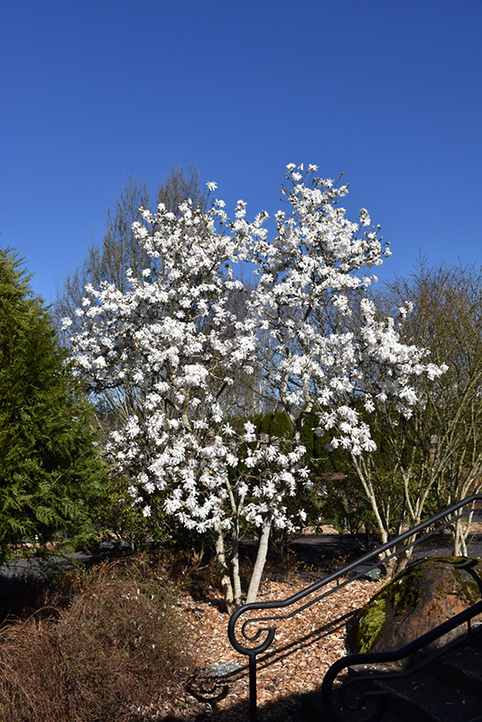 Royal Star Magnolia (Magnolia stellata 'Royal Star') at Roger's Gardens