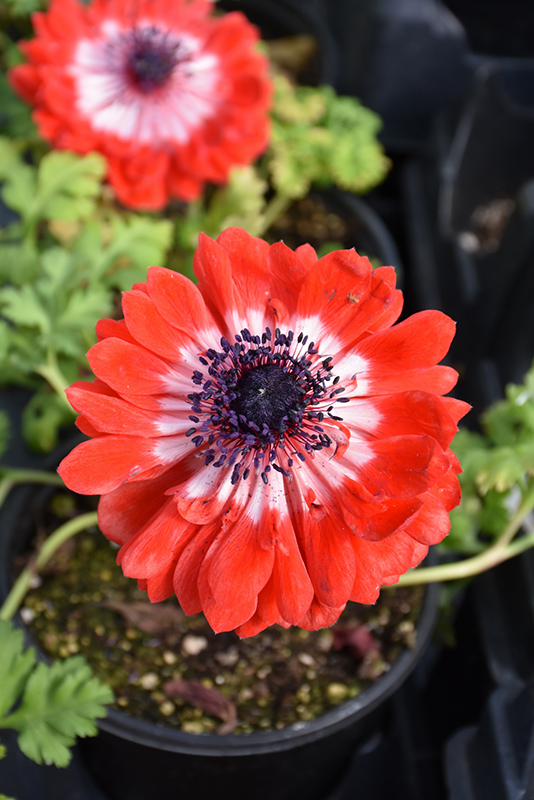 Harmony Double Scarlet Anemone (Anemone 'Harmony Double Scarlet') at Roger's Gardens
