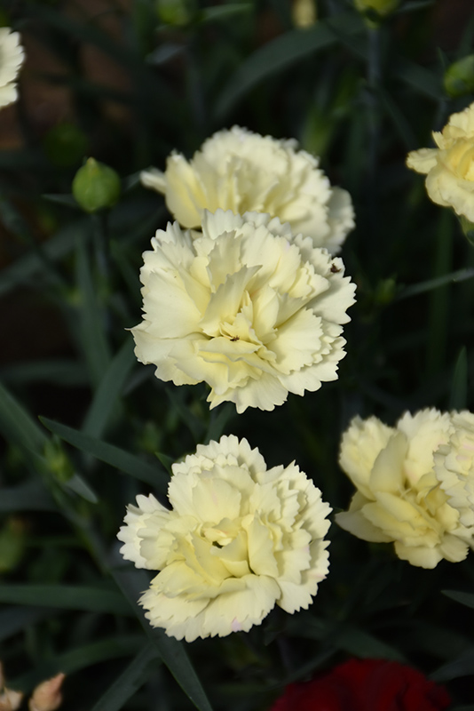 Odessa Yellow Bling Bling Carnation (Dianthus caryophyllus 'Odessa Yellow') at Roger's Gardens