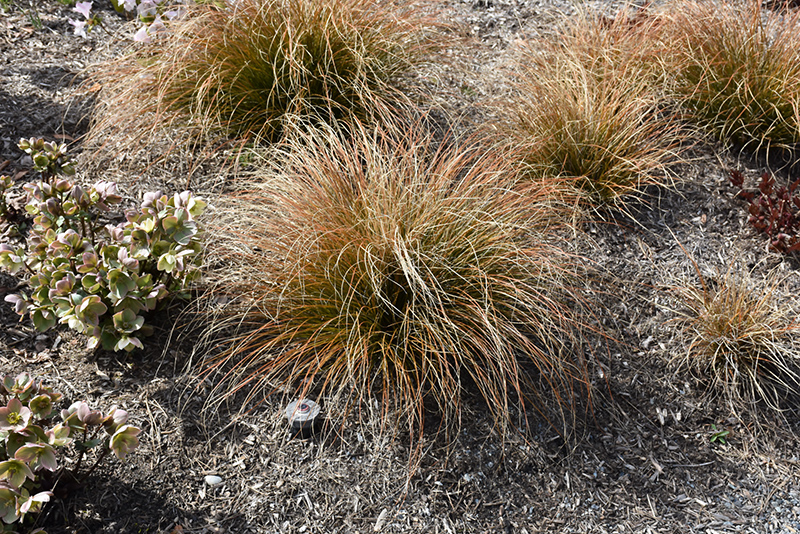 New Zealand Hair Sedge (Carex testacea) at Roger's Gardens