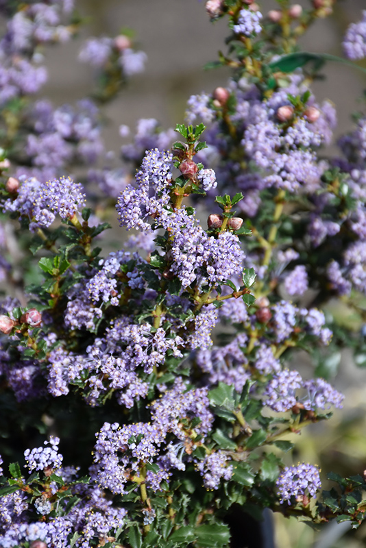 Blue Jeans California Lilac (Ceanothus 'Blue Jeans') at Roger's Gardens