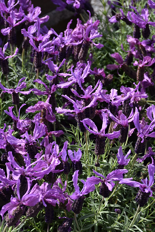 Javelin Forte Deep Purple Lavender (Lavandula stoechas 'Javelin Forte Deep Purple') at Roger's Gardens