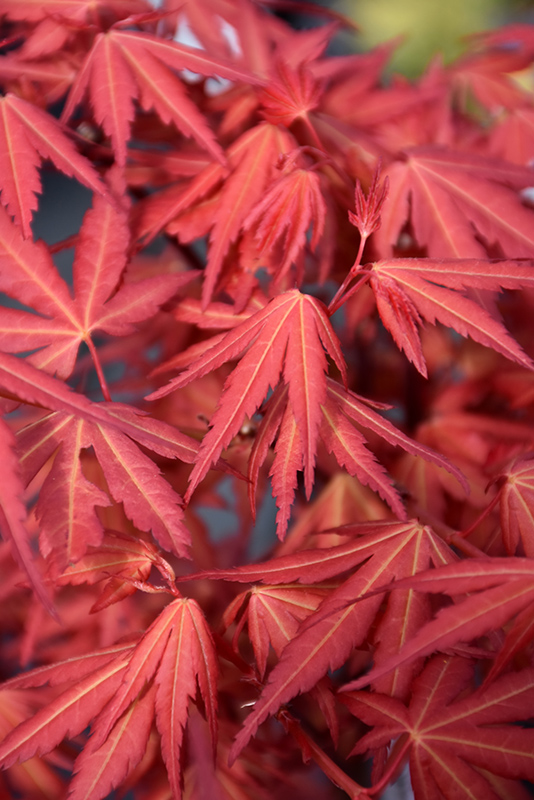 First Flame Maple (Acer 'IslFirFl') at Roger's Gardens