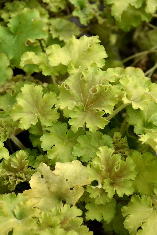 Dolce 'Apple Twist' Heuchera Is At The Front Left, With, 46% OFF