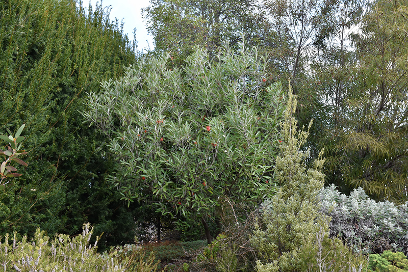 Royal Grevillea (Grevillea victoriae) at Roger's Gardens