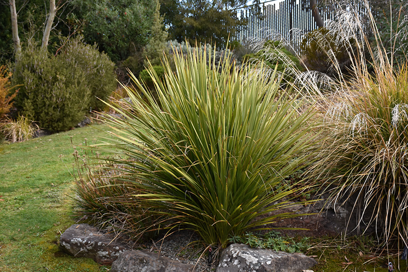 Cabbage Palm (Cordyline australis) at Roger's Gardens