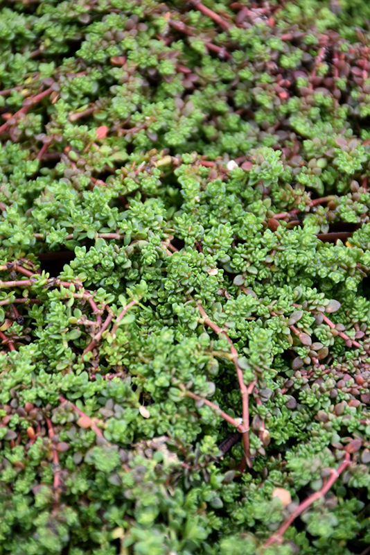 Rupturewort (Herniaria glabra) at Roger's Gardens