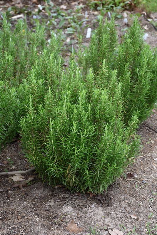 Barbeque Rosemary (Rosmarinus officinalis 'Barbeque') at Roger's Gardens