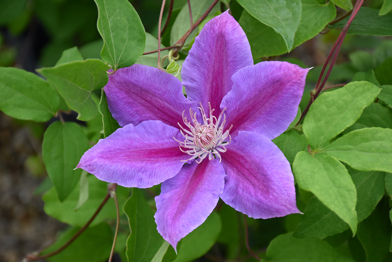 Dr. Ruppel Clematis (Clematis 'Dr. Ruppel') at Roger's Gardens