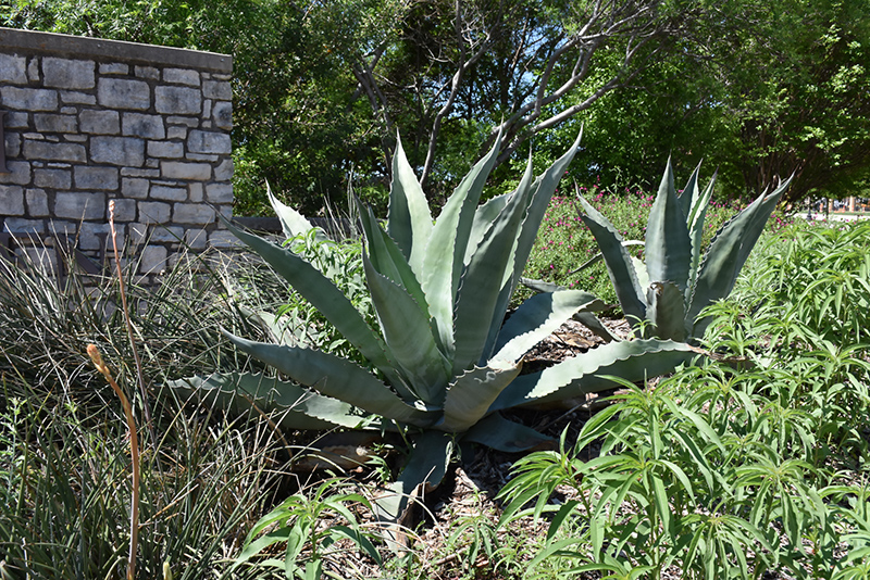Rough Agave (Agave scabra) at Roger's Gardens
