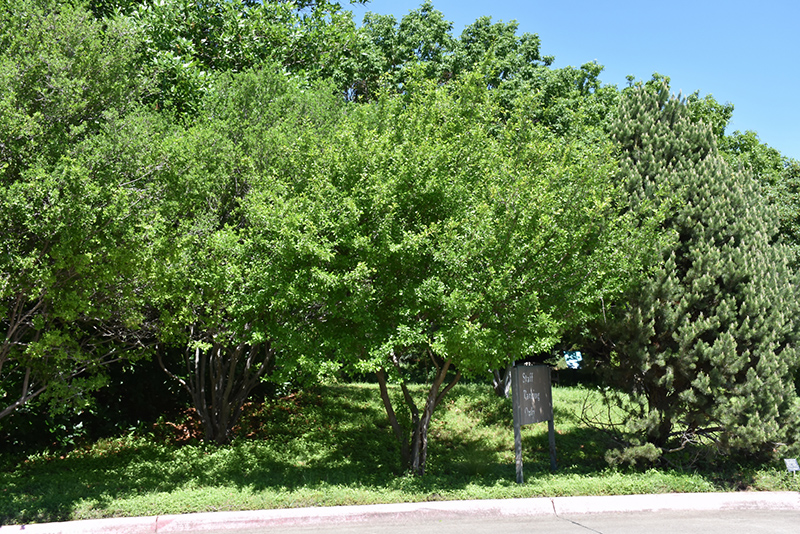 Texas Persimmon (Diospyros texana) at Roger's Gardens