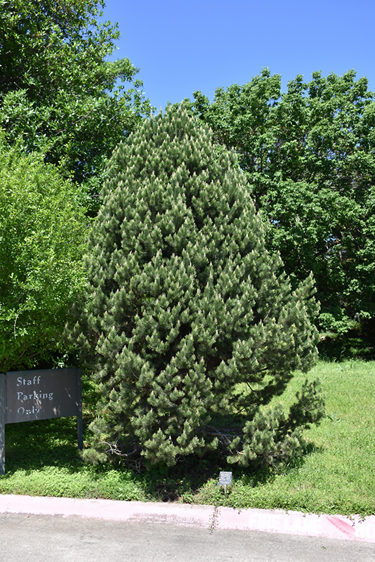 Pinyon Pine (Pinus edulis) at Roger's Gardens