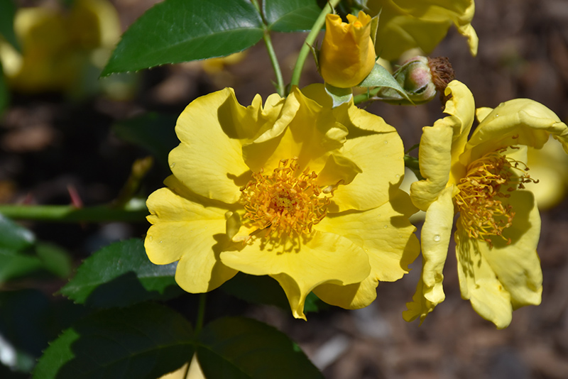 Lemon Fizz Kolorscape Rose (Rosa 'KORfizzlem') at Roger's Gardens