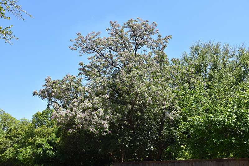 Chinaberry Tree (Melia azedarach) at Roger's Gardens