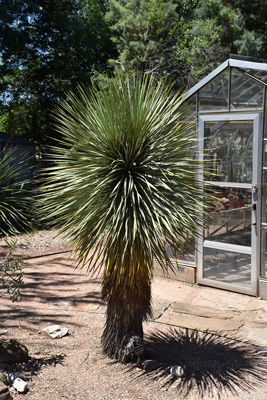 Thompson's Yucca (Yucca thompsoniana) at Roger's Gardens