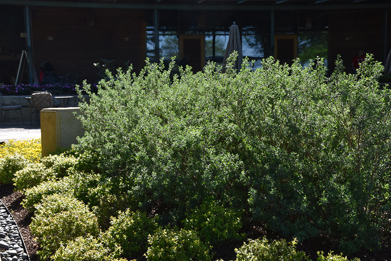 Texas Sage (Leucophyllum frutescens) at Roger's Gardens