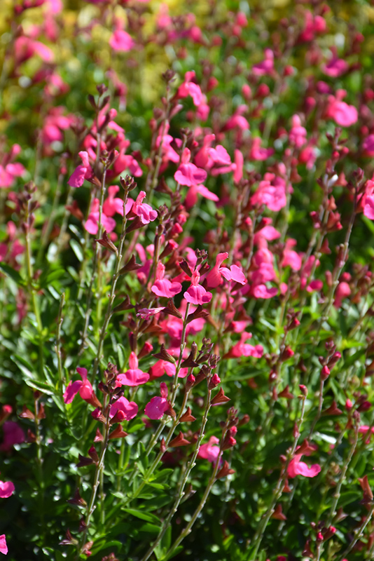 Pink Autumn Sage (Salvia greggii 'Pink') at Roger's Gardens