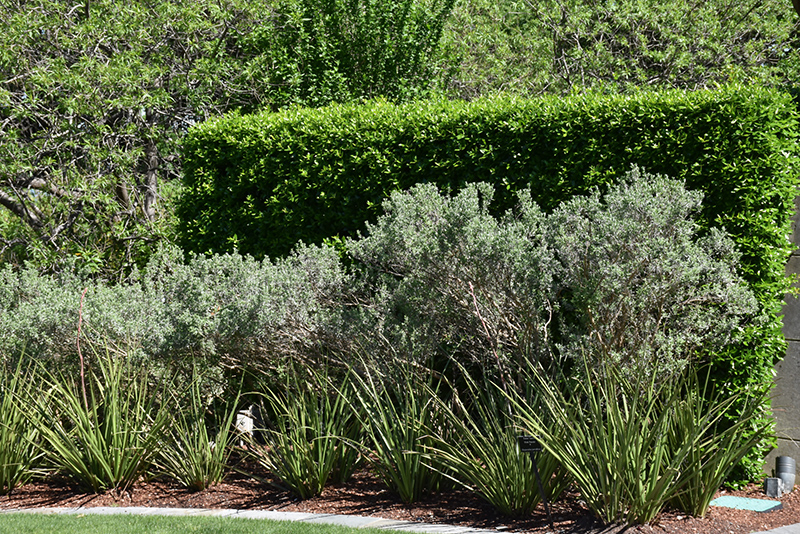 Silverado Texas Sage (Leucophyllum frutescens 'Silverado') at Roger's Gardens
