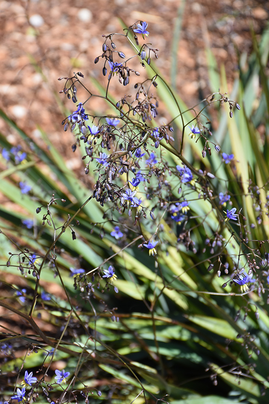 Dianella 'Clarity Blue™', Flax Lily 'Clarity Blue' in GardenTags plant  encyclopedia