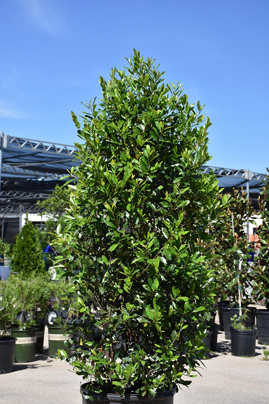 Bright 'N Tight Carolina Laurel (Prunus caroliniana 'Monus') at Roger's Gardens