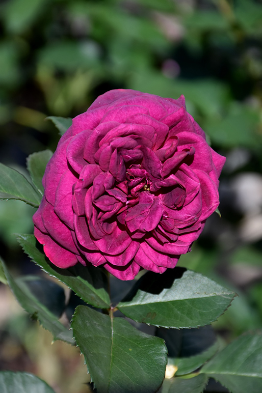 Celestial Night Rose (Rosa 'WEKebtigrad') at Roger's Gardens