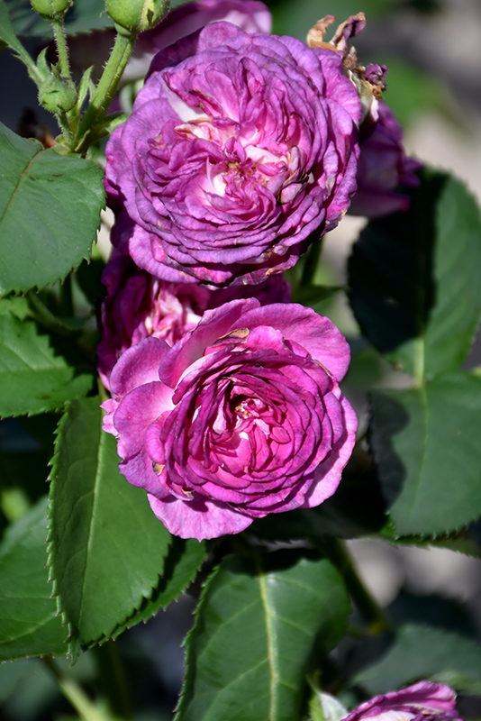 Arctic Blue Rose (Rosa 'WEKblufytirar') at Roger's Gardens
