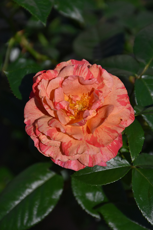 Frida Kahlo Rose (Rosa 'WEKcifrabaun') at Roger's Gardens