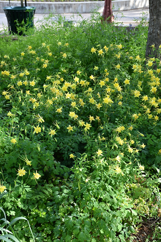 Texas Gold Columbine (Aquilegia chrysantha var. hinckleyana) at Roger's Gardens