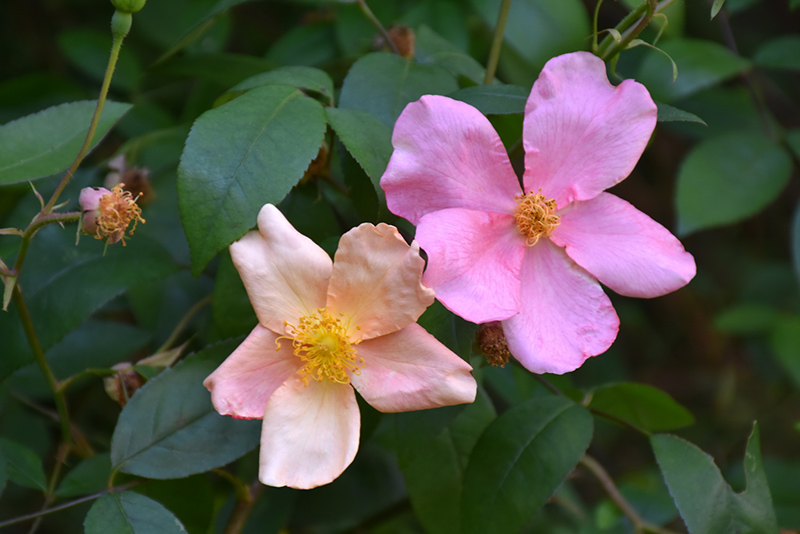 China Rose (Rosa chinensis var. mutabilis) at Roger's Gardens