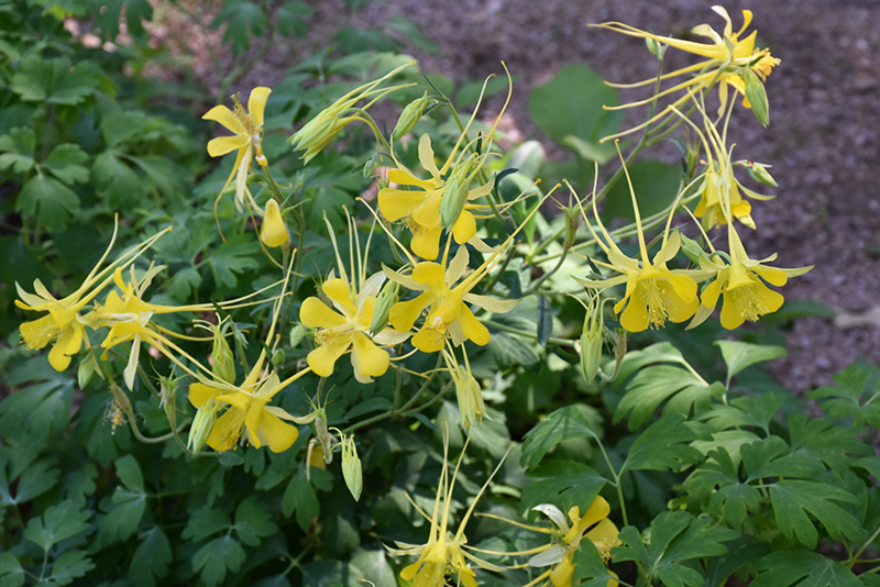 Texas Gold Columbine (Aquilegia chrysantha var. hinckleyana) at Roger's Gardens