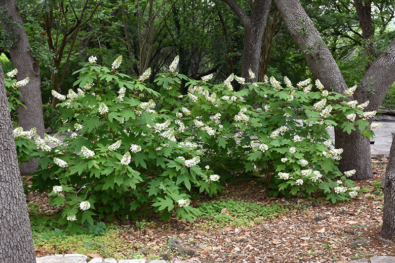 Oakleaf Hydrangea (Hydrangea quercifolia) at Roger's Gardens