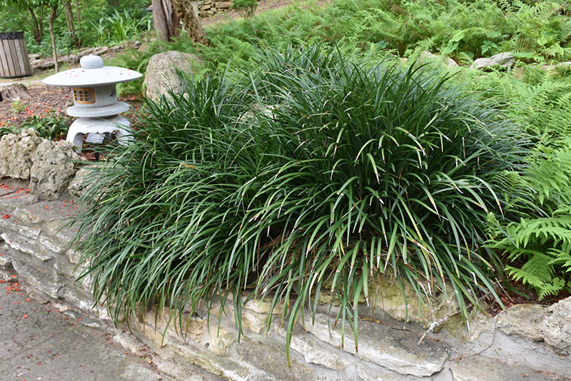 Evergreen Giant Lily Turf (Liriope muscari 'Evergreen Giant') at Roger's Gardens