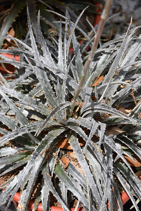 Pale Ryder Dyckia (Dyckia 'Pale Ryder') at Roger's Gardens