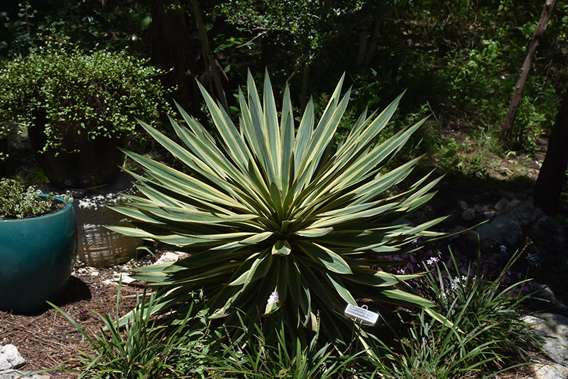 Variegated Spanish Dagger (Yucca gloriosa ‘Variegata’) in Orange County