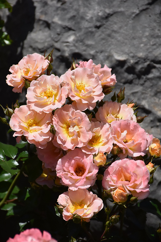 Peach Drift Rose (Rosa 'Meiggili') at Roger's Gardens