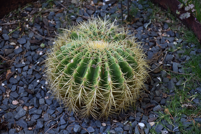 Golden Barrel Cactus (Echinocactus grusonii) at Roger's Gardens