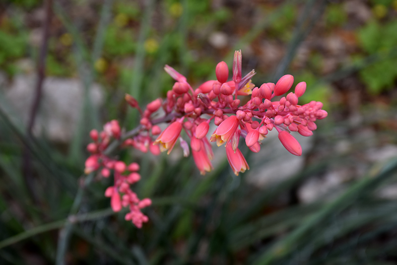 Red Yucca (Hesperaloe parviflora) at Roger's Gardens