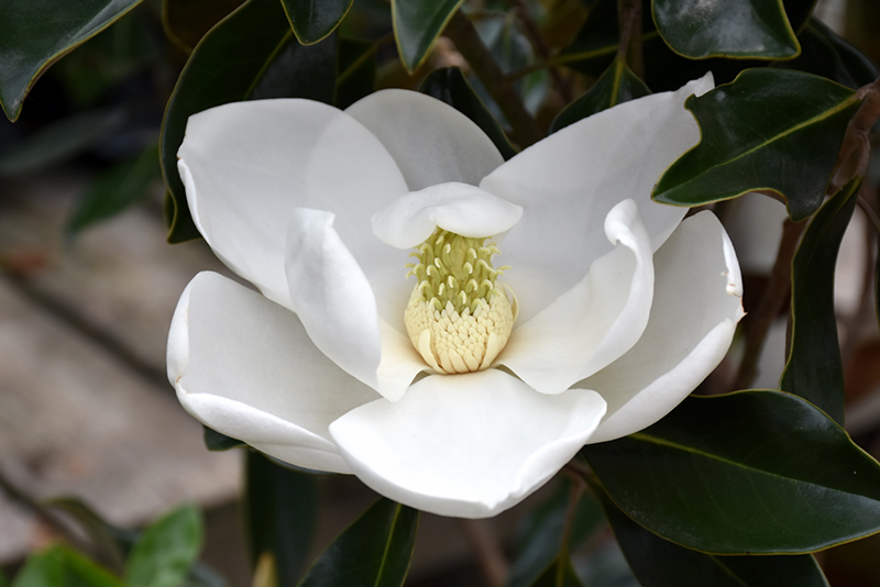 Majestic Beauty Magnolia (Magnolia grandiflora 'Monlia') at Roger's Gardens