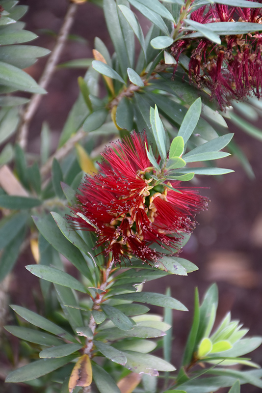 Slim™ Bottlebrush, Callistemon viminalis 'CV01' PP #24,444