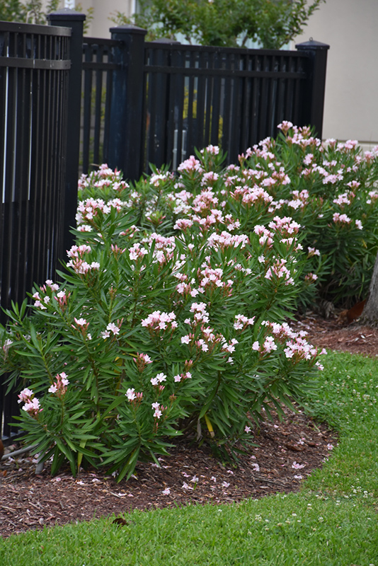 Petite Pink Oleander (Nerium oleander 'Petite Pink') at Roger's Gardens