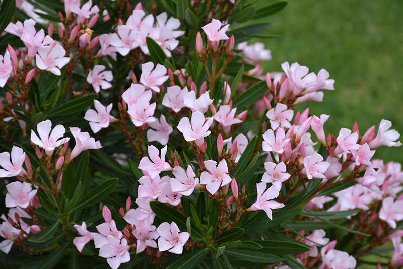 Petite Pink Oleander (Nerium oleander 'Petite Pink') at Roger's Gardens