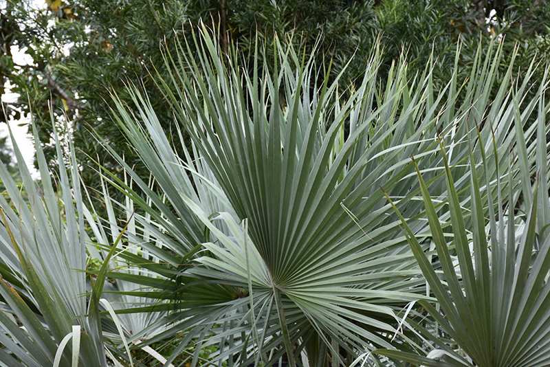 Mexican Blue Palm (Brahea armata) at Roger's Gardens