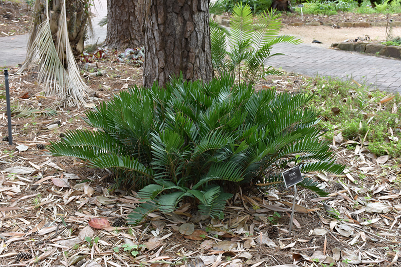 Coontie (Zamia pumila) at Roger's Gardens
