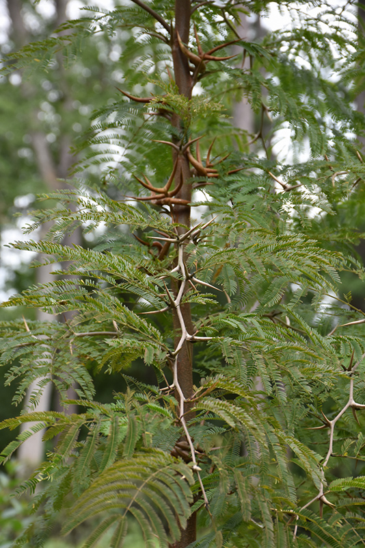 Bullhorn Acacia (Vachellia cornigera) at Roger's Gardens