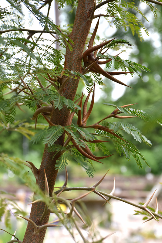 Bullhorn Acacia (Vachellia cornigera) at Roger's Gardens