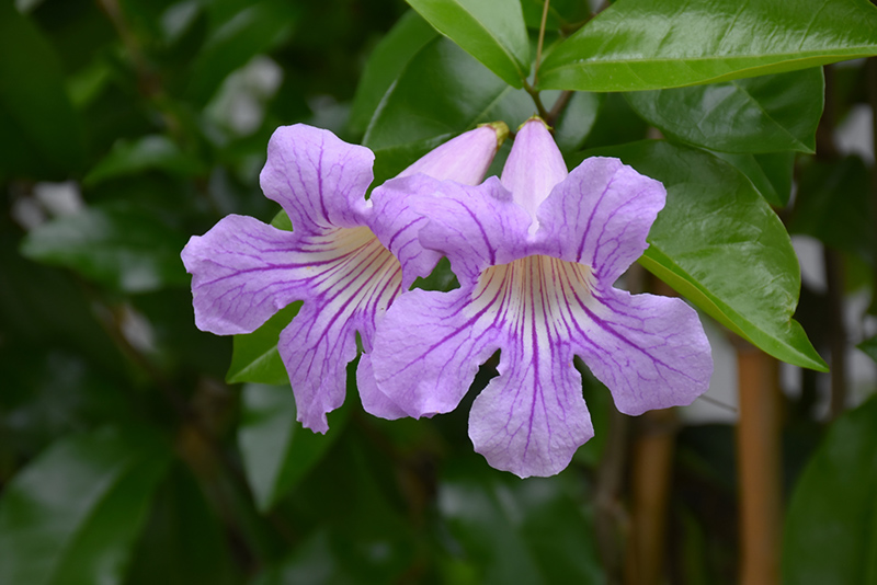 Lavender Trumpet Vine (Clytostoma callistegioides) at Roger's Gardens