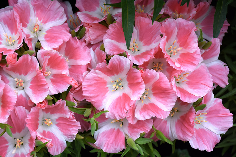 Pink Satin Flower (Clarkia amoena 'Pink') at Roger's Gardens