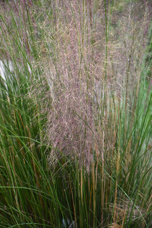 Regal Mist Muhly Grass (Muhlenbergia capillaris 'Lenca') at Roger's Gardens