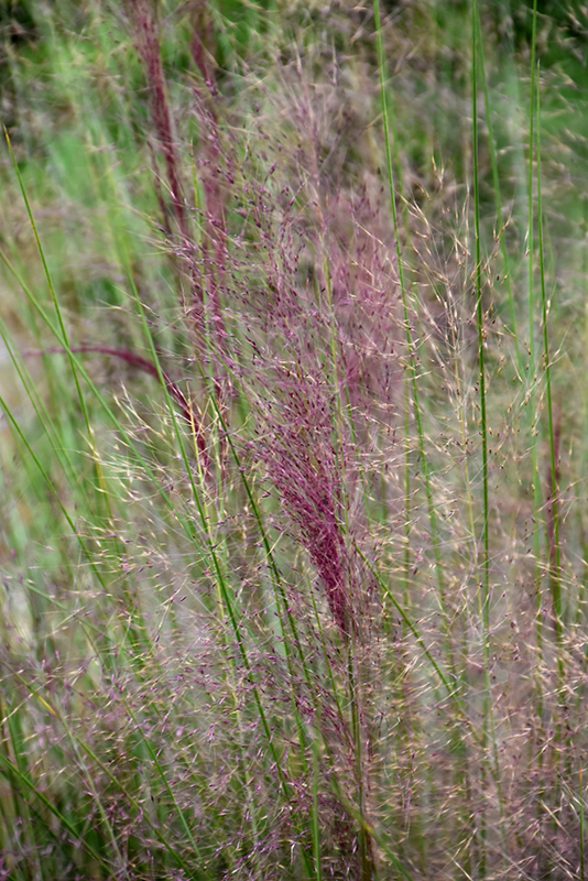 Regal Mist Muhly Grass (Muhlenbergia capillaris 'Lenca') at Roger's Gardens